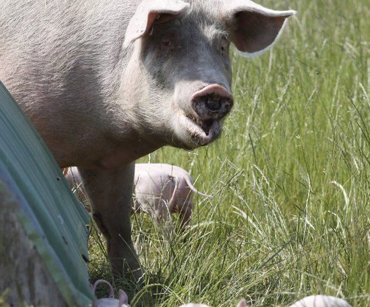 Gros plan de face d'un cochon